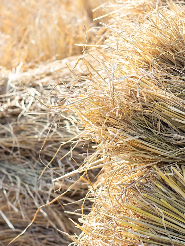 pannelli-termoisolanti-paglia-di-riso-milano-varese